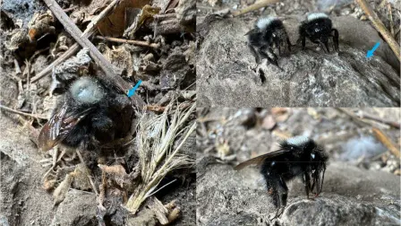 Fotografía publicada en un artículo científico que muestra a un grupo de abejorros andinos alimentándose de heces de cóndores, divulgada en agosto de 2026.