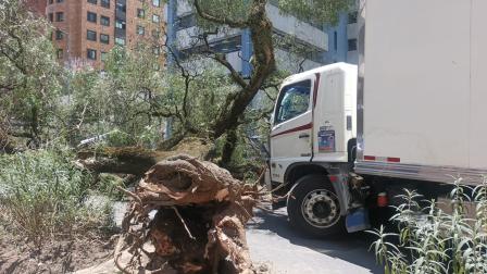Un árbol de grandes proporcione cayó sobre la avenida República del Salvador, al centro-norte de Quito, este 26 de agosto de 2026.
