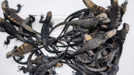 Ejemplares jóvenes de una especie de iguana marina de Galápagos recuperadas por la Unidad de Medio Ambiente y Naturaleza de Fiscalía y por la Policía Nacional en el Aeropuerto de Quito, el 29 de agosto de 2026.