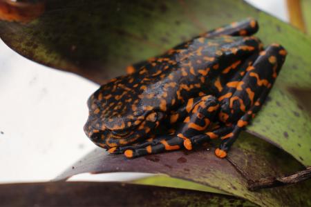 Fotografía cedida por el ministerio de Ambiente de Ecuador que muestra una nueva especie de rana, en la ciudad de Baños de Agua Santa Ecuador. 