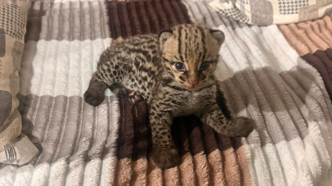 La cría de ocelote rescatada tras ser encontrada por ciudadanos en la vía a Tenguel, en Guayas, el 23 de octubre de 2026.