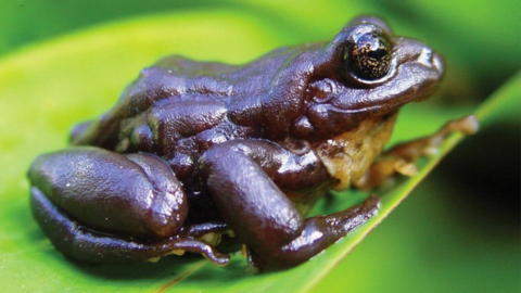 La nueva especie de rana del género Pristimantis fue por un equipo de investigadores en el Parque Nacional Podocarpus de Ecuador.