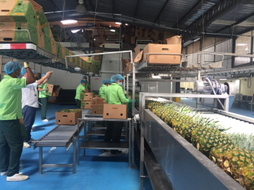 Frugalp Agrícola es una de las principales exportadoras de piña ecuatoriana. 