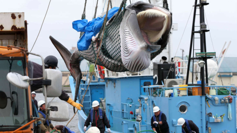 Una ballena minke es descargada en el puerto de Kushiro. Japón cazará ballenas con fines comerciales, por primera vez desde 1982, después de que el Gobierno decidiera retirarse de la Comisión Ballenera Internacional.