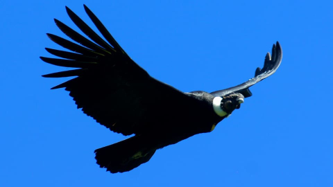 Un Cóndor Andino emprendiendo el vuelo