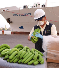 El Plan de Contingencia de Agrocalidad contra el hongo Foc R4T incluye el control de la fruta en puertos. 