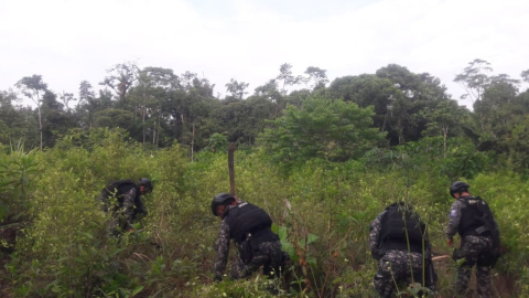 Alrededor de 80 mil plantas de hoja de coca fueron destruidas en San Lorenzo, Esmeraldas. 