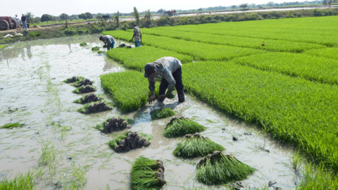 Productores de arroz en plena cosecha, en la región Costa. 