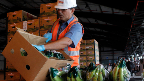 El banano ecuatoriano se empaca en cajas de cartón para exportación. Este es el producto estrella del acuerdo comercial con la UE.