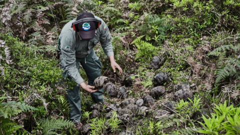 Uno de los técnicos que participó en lel proceos de reinsertar 309 tortugas en su hábitat en Galápagos.