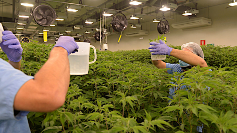 Trabajadores cultivan plantas de marihuana medicinal en Montevideo, Uruguay, el 29 de octubre.