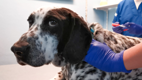 Foto referencial de un perro durante la colocación de un microchip de identificación.