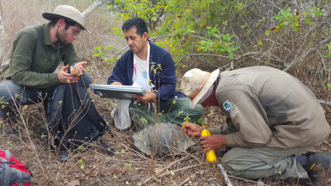 Nueva expedición en volcán Wolf busca los descendientes de especies extintas.