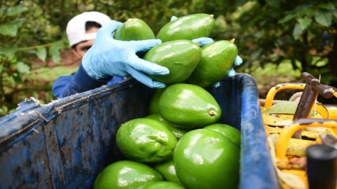 Provefrut aseguró que iniciará un plan "para la exportación de aguacate desde Colombia".