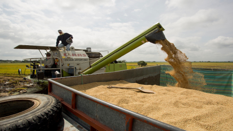 Imagen referencial de acopio de arroz en Nobol (Guayas), en mayo de 2020. 