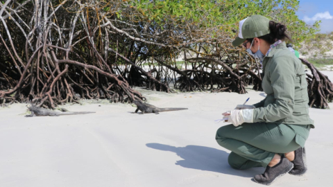 Las islas Galápagos no han recibido turistas desde que se declaró el estado de emergencia en el Ecuador, el 16 de marzo de 2020.