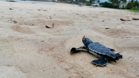 Decenas de pequeñas tortugas marinas, en peligro de extinción, emprendieron su regreso al mar en Galápagos, el 3 de junio. 