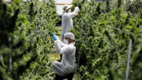 Empleados inspeccionan cannabis medicinal en una empresa en Israel, el 24 de junio de 2020. 