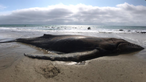 Ballena Jorobada hallada son vida en Santa Marianita, el 25 de julio de 2020. 