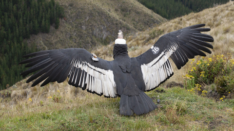 Cóndor Iguiñaro es liberado en la Reserva Chakana el 30 de mayo de 2020