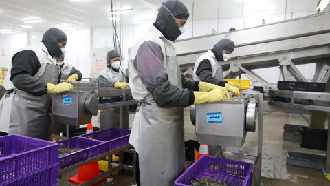 Trabajadores de la empacadora y exportadora Santa Priscila, en Guayaquil, el 13 de julio de 2020.