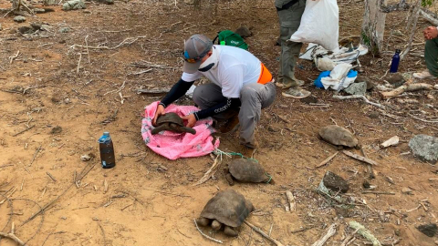 Funcionario del Parque  extrae de unos saquillos unas tortugas para devolverlas a su hábitat en la isla San Cristóbal, del archipiélago ecuatoriano.