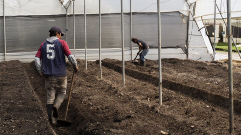 Trabajadores en una florícola en Ecuador, en septiembre de 2020.  