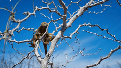 Iguana terrestre en su hábitat natural en Galápagos.