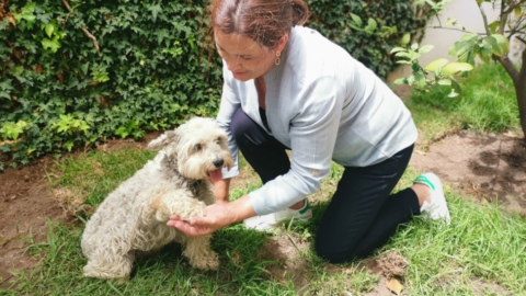 Imagen referencial. Un perrito con su dueña en Quito, el 11 de diciembre de 2020.