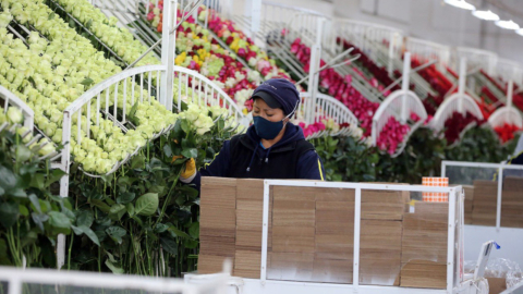 Una trabajadora durante su jornada laboral en la plantación Bella Rosa, en Tabacundo, el 2 de diciembre de 2020.