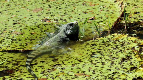 La selva amazónica es uno de los ecosistemas más biodiversos del planeta.