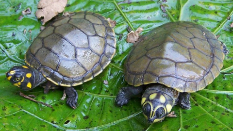 Imagen referencial de las tortugas charapas, que habitan en la Amazonía. 