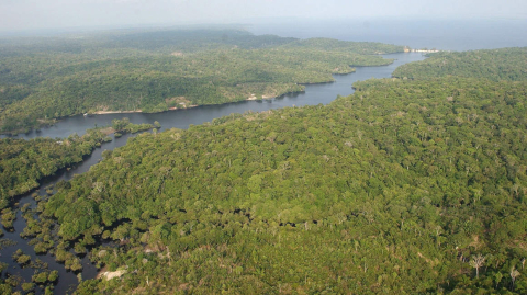 Fotografía del archivo del 5 de agosto de 2014, que muestra una vista general de una área selvática cercana a Manaos, en la Amazonía (Brasil). 