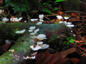 'Pleurotus sp'. (2019). Fotografía (cold press). 30 x 40 cm, de Alexandra Trujillo.