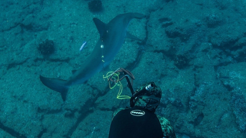 Fotografía cedida por el Parque Nacional Galápagos que muestra a un científico instalando un sensor en la aleta de un tiburón martillo, el 23 de abril de 2021.