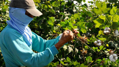 Un trabajador en una plantación de algodón en Ecuador, en 2020.