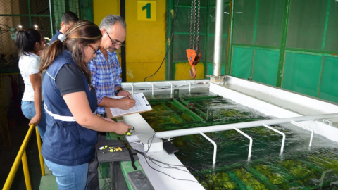 Personal de Agrocalidad inspecciona una empresa de mangos en la Costa de Ecuador, en 2017.