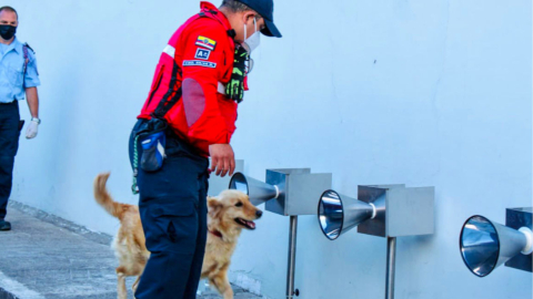 Canes demuestran cómo detectan Covid-19, en Quito, el 2 de julio de 2021. 