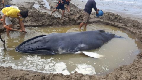 Una ballena jorobada fue hallada en la playa del puerto pesquero de Anconcito, en Salinas, el 9 de julio de 2021.