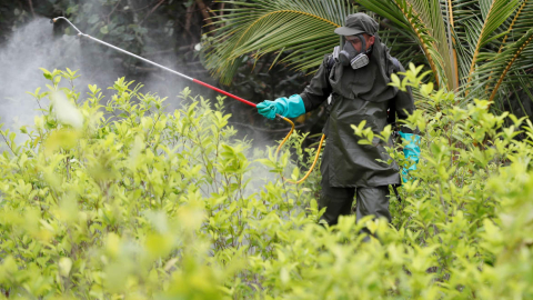 Un integrante de la Policía colombiana fumiga un cultivo de coca durante una jornada de erradicación de cultivos ilícitos en zona rural de Tumaco, en diciembre de 2020.