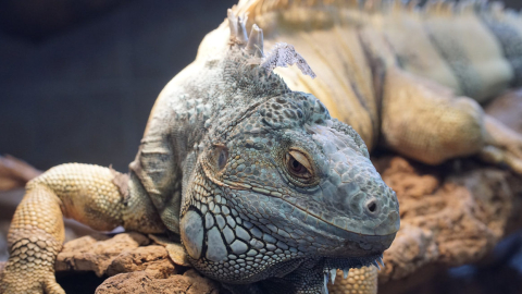 Imagen ilustrativa de una iguana de Guayas.