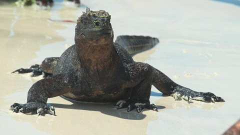 Imagen de una de las iguanas marinas en las Islas Galápagos.