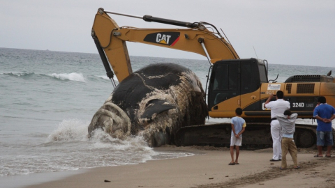 Imagen cedida de una ballena varada en las costas ecuatorianas.