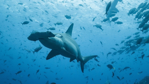 Fotografía cedida por el Parque Nacional Galápagos que muestra tiburones martillo en la isla de Darwin, en el norte de las Galápagos.