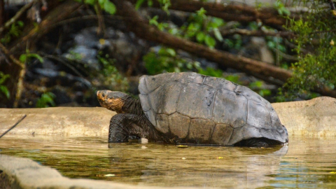 Fotografía sin fecha cedida por la Dirección del Parque Nacional Galápagos (PNG), de la tortuga Chelonisis phantasticus.