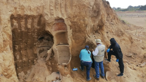 Vestigios ecológicos fueron hallados en una bananera en Vinces (Los Ríos).