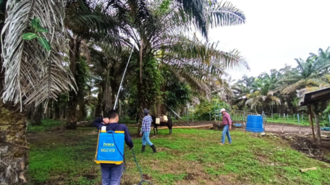 Ecuador y Colombia se unen para rescatar a la palma africana de la enfermedad de la pudrición del cogollo.