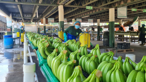 Imagen referencial. Un trabajador de una planta de banano en la provincia de El Oro.