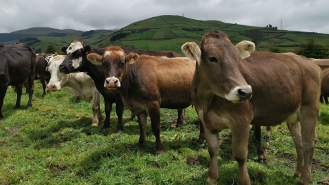 Vacas pastando en una hacienda de Chimborazo