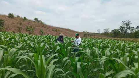 Agricultores en la provincia de Los ríos, el 27 de septiembre de 2021. 